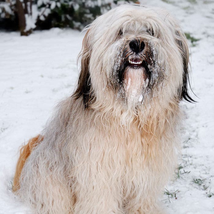 Tibetan Terrier dog breed