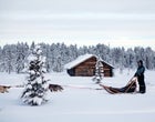 Mushing to the Väkkäräjärvi lodge