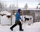 Fjellborg's kennels