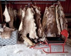 Reindeer skins to keep mushers warm