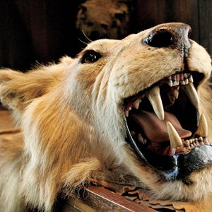 A lion, shot by Teddy Roosevelt, in the Explorers Club's Manhattan offices