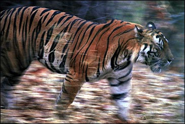 Siberian Tiger in Nature Forest Habitat, Foggy Morning. Amur Tiger