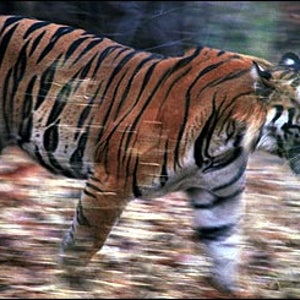 Panthera tigris tigris on the move