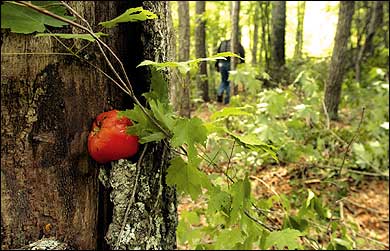 Sweet home Nantahala: The summer camp of bombing suspect Eric Rudolph, uncovered on the edge of Murphy, North Carolina. The tomato may be a memento from one of his dumpster-diving excursions.