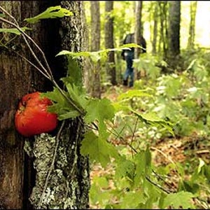 Sweet home Nantahala: The summer camp of bombing suspect Eric Rudolph, uncovered on the edge of Murphy, North Carolina. The tomato may be a memento from one of his dumpster-diving excursions.