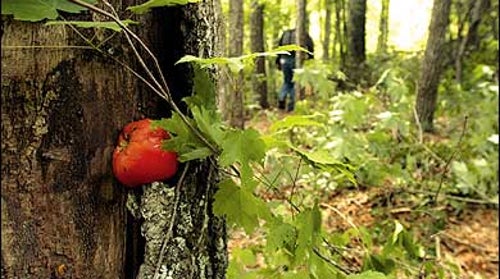 Sweet home Nantahala: The summer camp of bombing suspect Eric Rudolph, uncovered on the edge of Murphy, North Carolina. The tomato may be a memento from one of his dumpster-diving excursions.