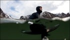 Surfer Matt Whitehead