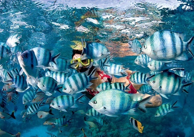 Rangiroa marine life.