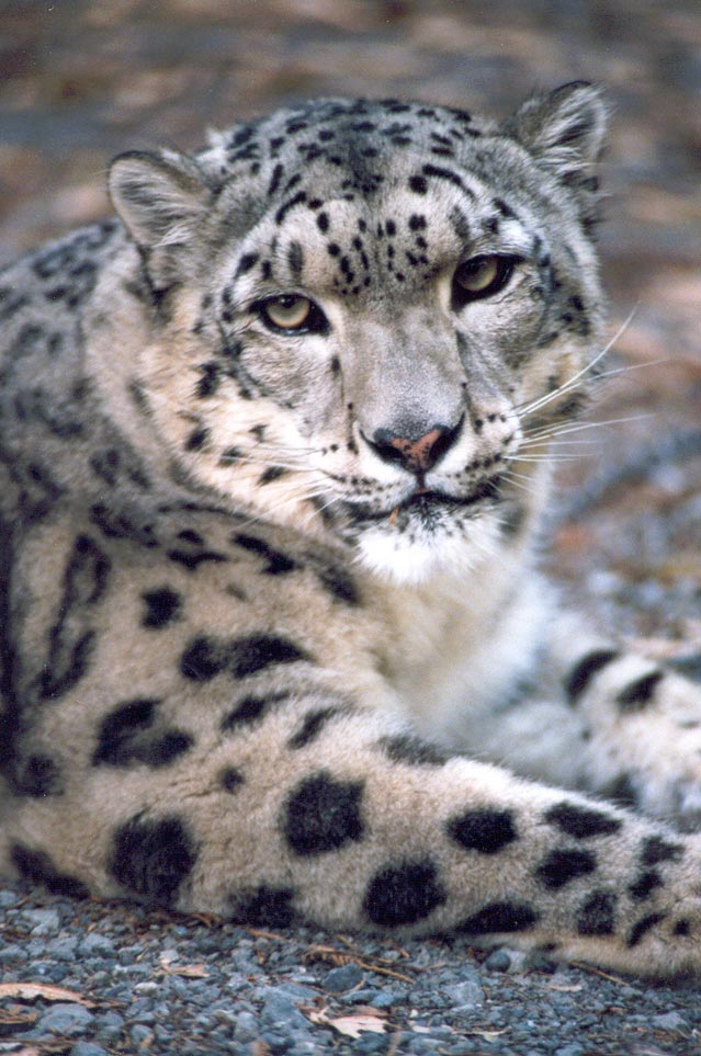 Snow leopard