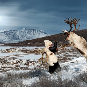 Bull reindeer in Mongolia