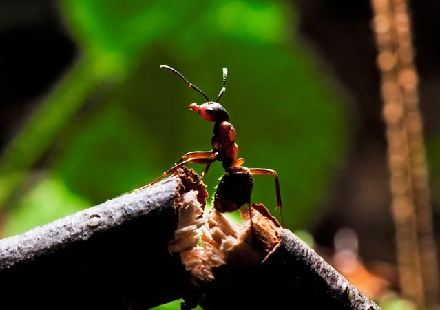 ants; weekend reading; zen