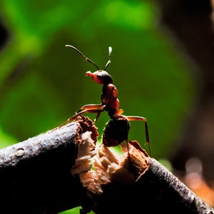 ants; weekend reading; zen