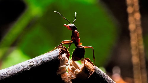 ants; weekend reading; zen