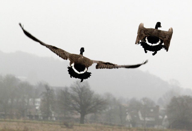 Canada geese