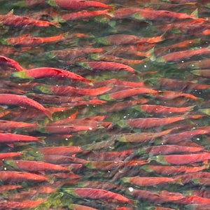 Red Gold