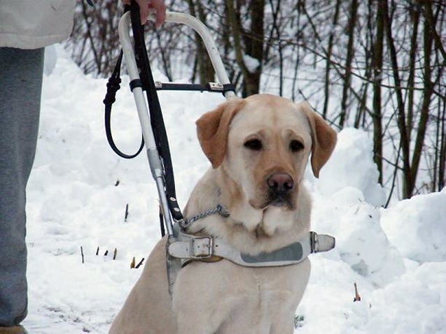 Mobility assistance dog.