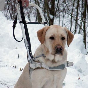 Mobility assistance dog.