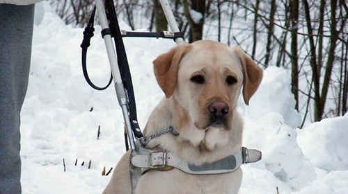 Mobility assistance dog.