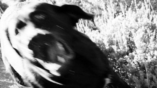 Angry dog on the loose.