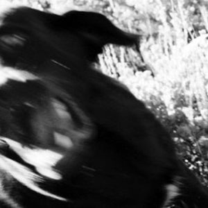 Angry dog on the loose.