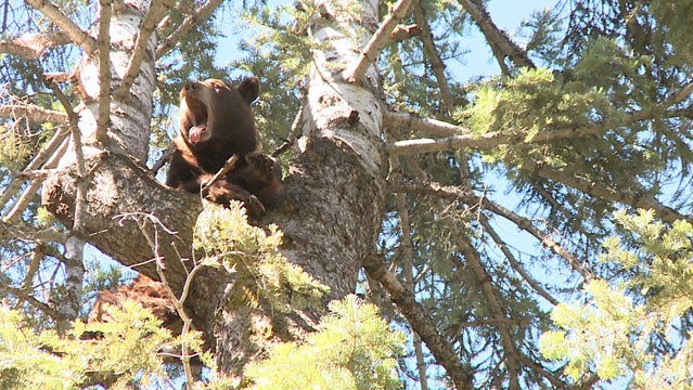 bear hounding tree California b