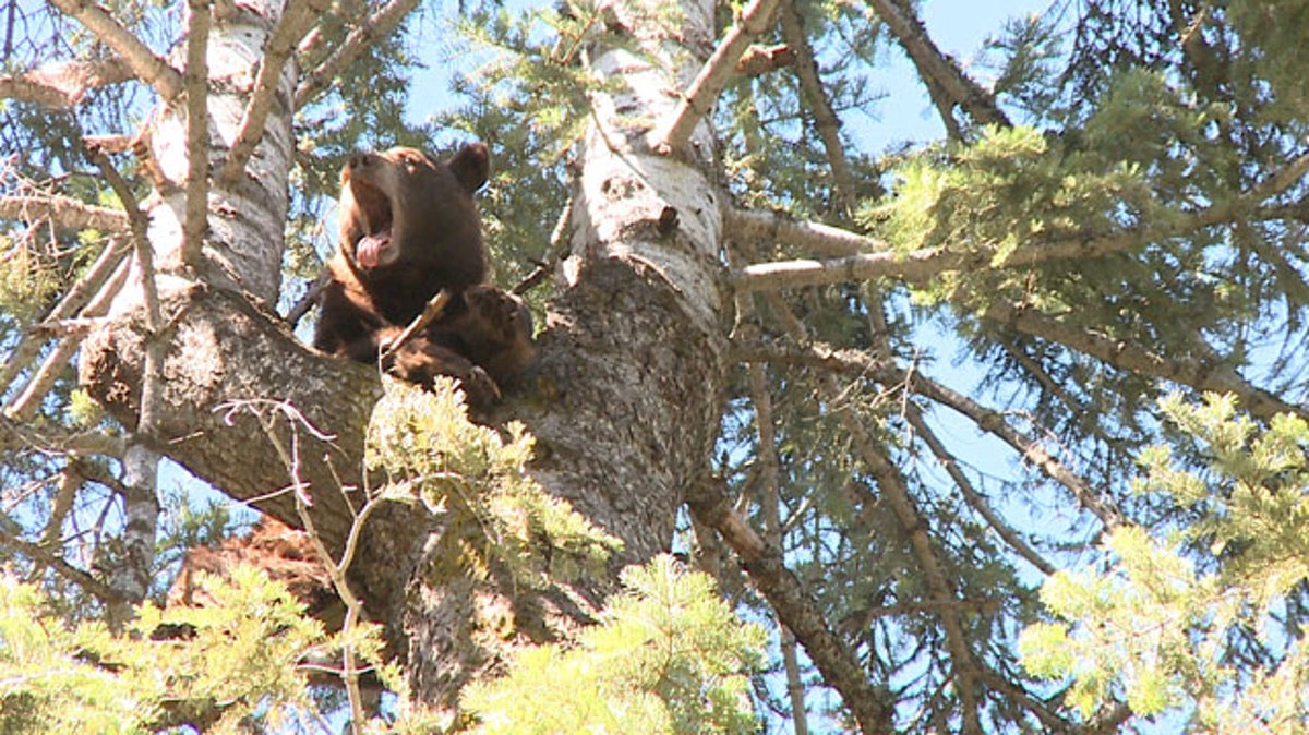 The End of the Hound Hunting of Bears in California