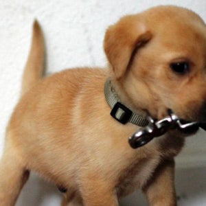 Cooper carrying his steady tab. Good dog!