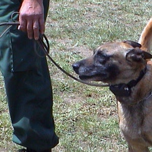 Training a dog with a shock collar.