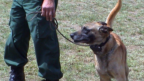 Training a dog with a shock collar.