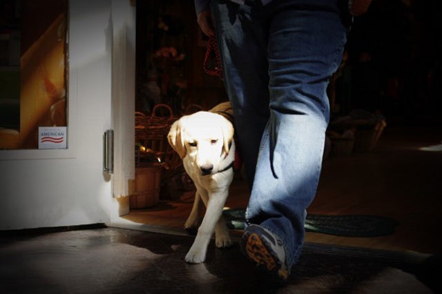 Ruby, a five-month-old service dog in training, learns the basics.