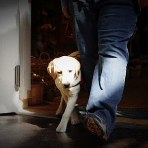 Ruby, a five-month-old service dog in training, learns the basics.