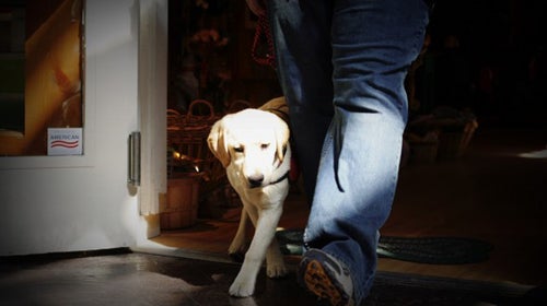 Ruby, a five-month-old service dog in training, learns the basics.