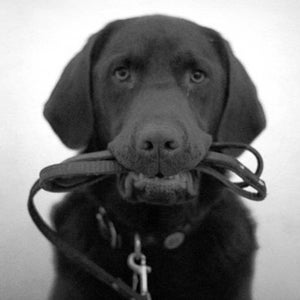 Danger's ready for a loose-leash walk.