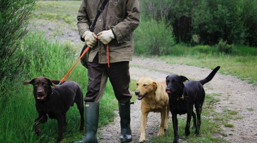 The author with some dogs he's training.