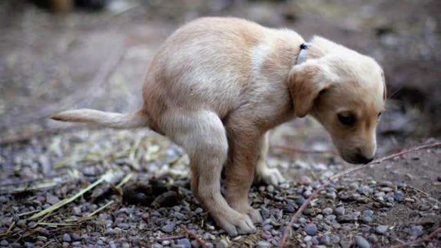 Housebreaking a outlet dog