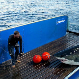 Captain Brett McBride climbs into the shark lift with Mary Lee.