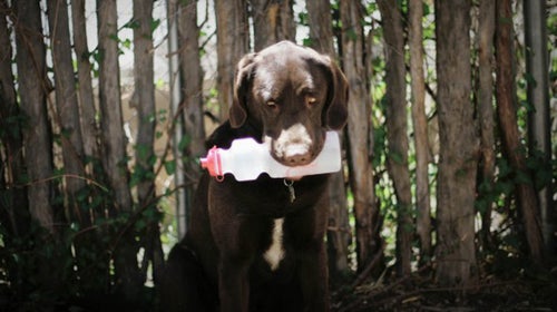 Danger with the object of his torment.
