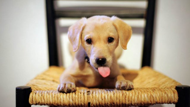 Cooper shows off a nice down (and chop-licking).