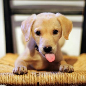 Cooper shows off a nice down (and chop-licking).