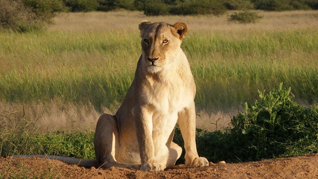 safari botswana namibia africat africa conservation safari safari