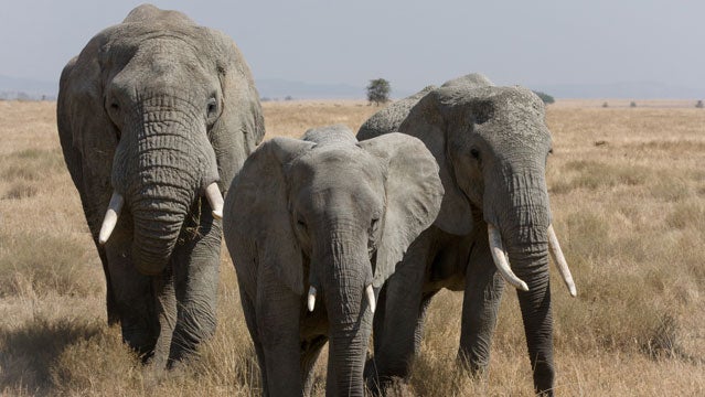 100 miles for elephants african elephants safari