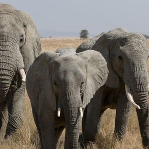 100 miles for elephants african elephants safari