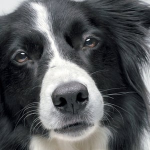 Animal Wise.
