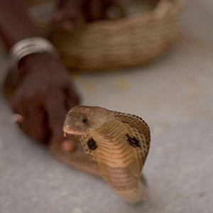 cobra snake eristostatin venom medicine viper toxin medicine