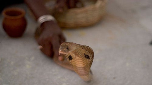 cobra snake eristostatin venom medicine viper toxin medicine