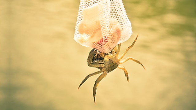 crabbing alex heard dock south louisiana dc