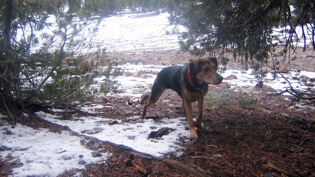 The author's dog.