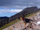 The author's dog.