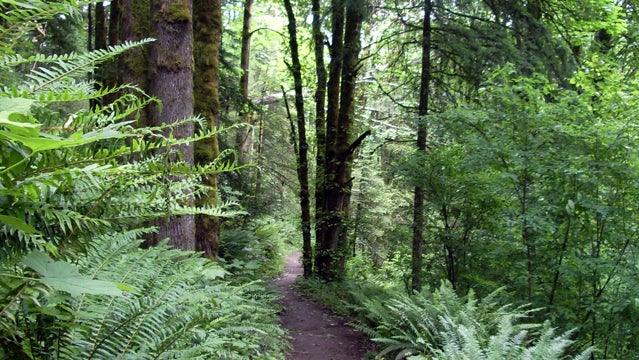 Wildwood Trail in June 2008.