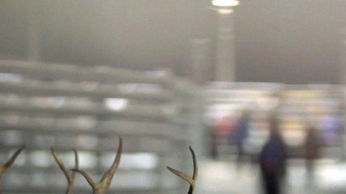 A still from Reindeer.